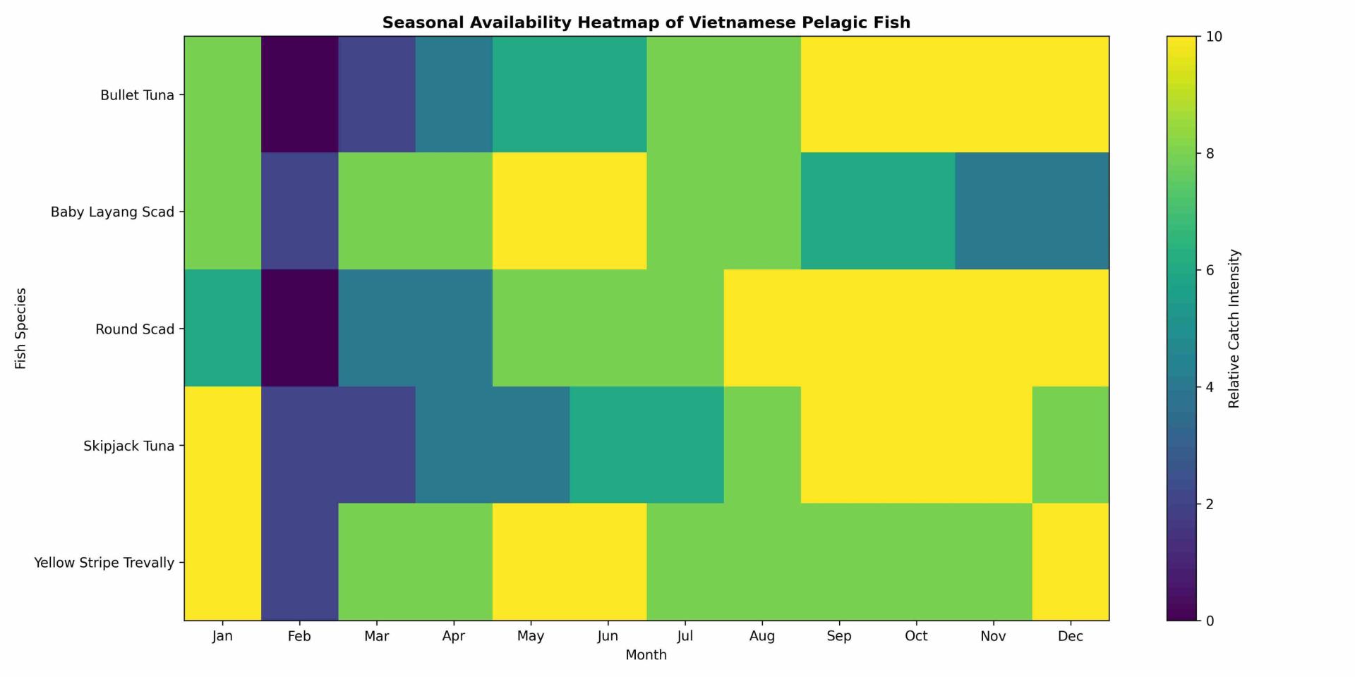 Pelagic Fish Catching Season in Vietnam, Best Time To Buy