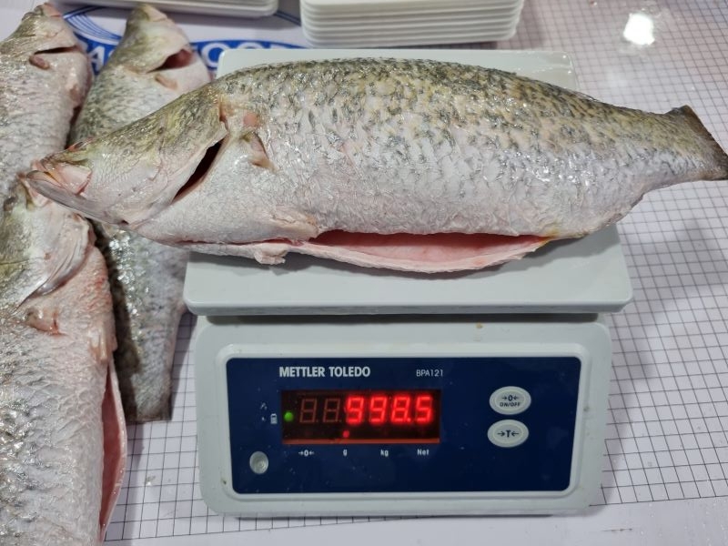 Barramundi Whole Cleaned Vietnam seafood exporter