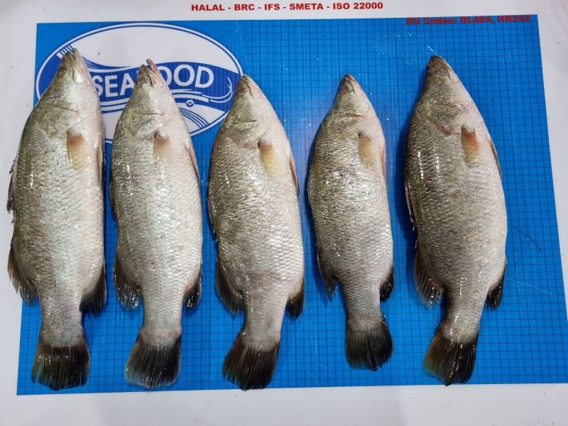 barramundi Asian seabass vietnam supplier