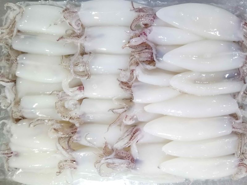 Buy Squid Calamari Vietnam Supplier