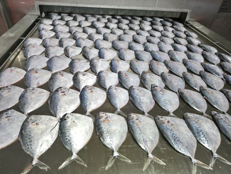 IQF moonfish whole round from Baseafood Vietnam supplier