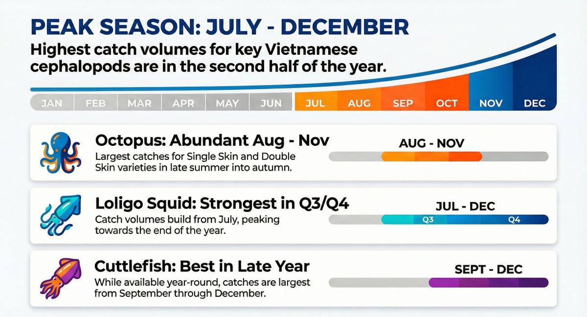 Peak catching season of Vietnam cephalopods, octopus, squid, cuttlefish