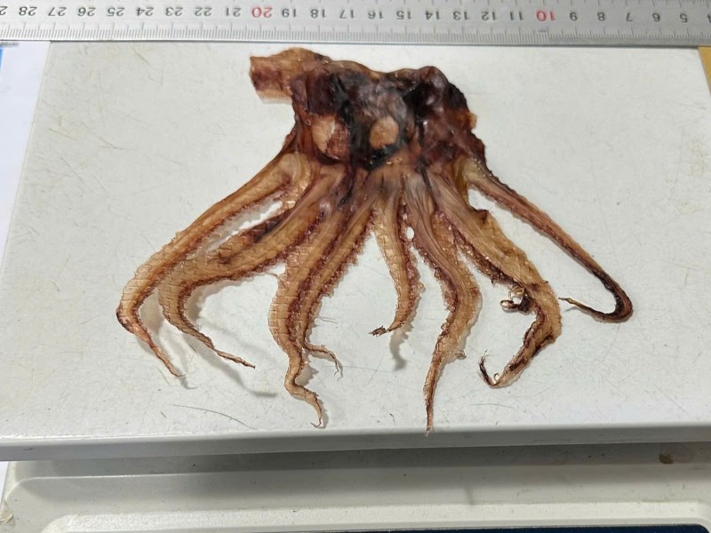 Dried Squid Head, Black Squid from Baseafood Vietnam