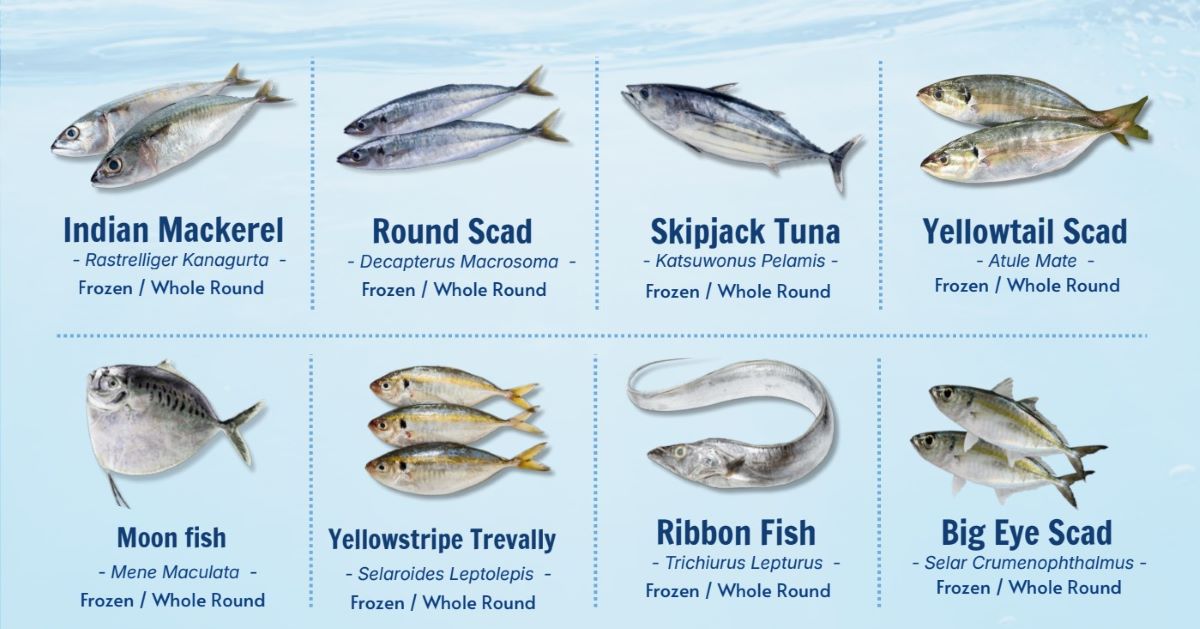 Vietnam Export Frozen Sea Fish: A Guide to 7 Wild-Caught Species