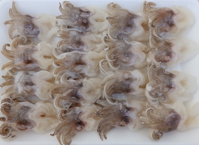 vietnam-cuttlefish-head-supplier