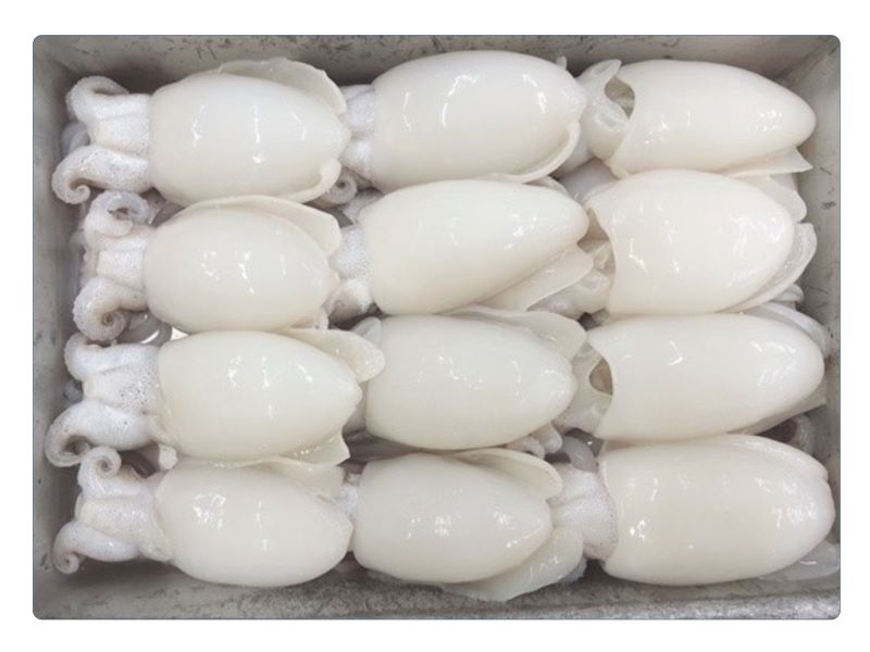 vietnam-cuttlefish-whole-cleaned-supplier