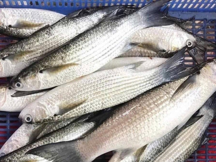 grey-mullet-mugil-cephalus-vietnam-supplier