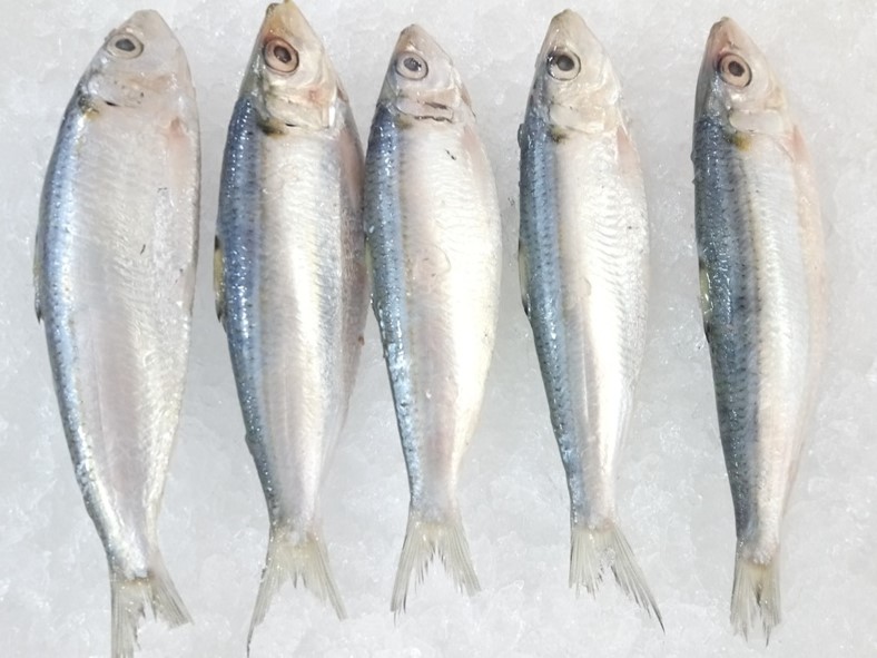 frozen-sardine-wild-caught-vietnam-supplier