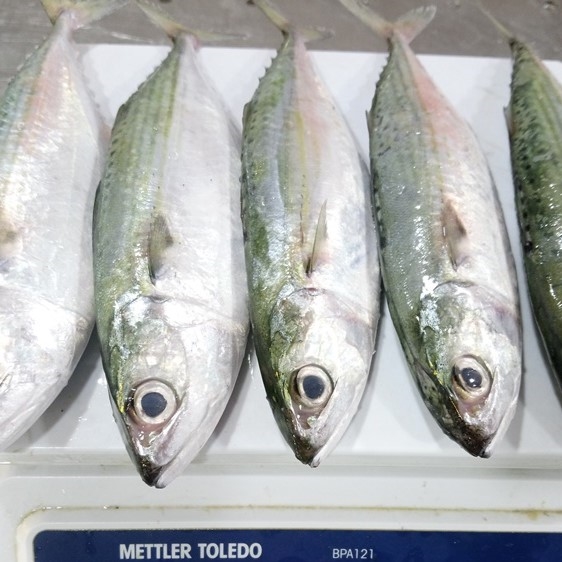 frozen-indian-mackerel-wild-caught-vietnam