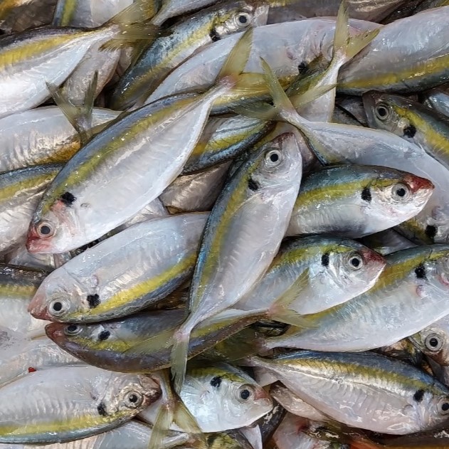 frozen-yellowstripe-trevally-wild-caught-vietnam-supplier