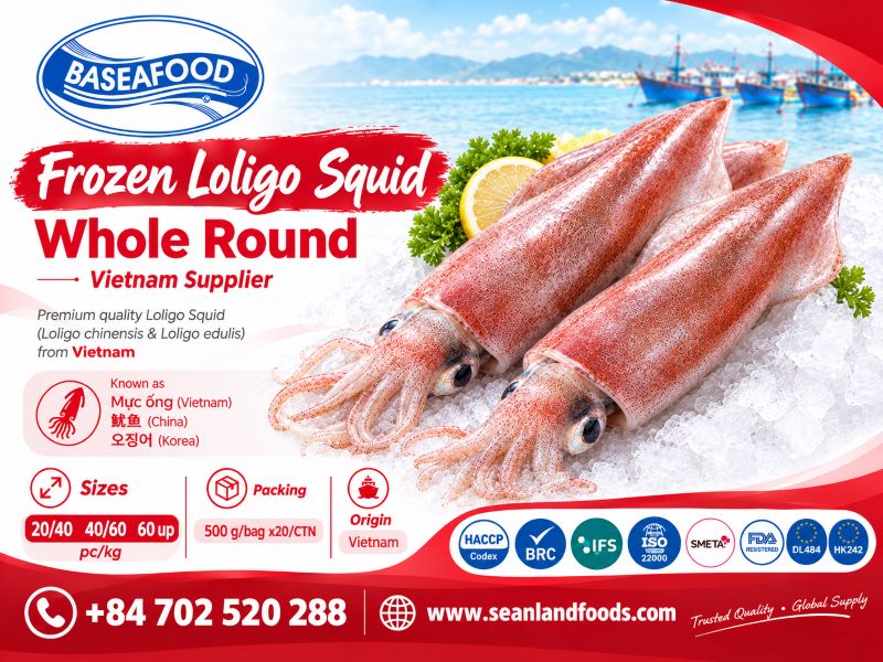 loligo-squid-whole-round-vietnam-supplier