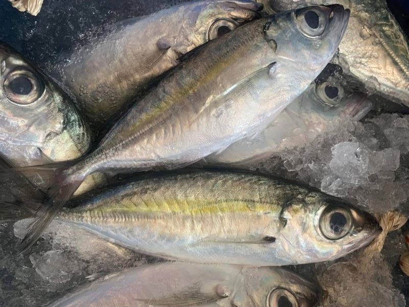 Frozen Whole Round Bigeye Scad, Matang baka Vietnam Supplier