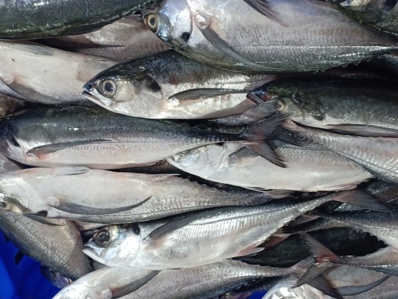 Frozen Whole Round Hardtail Scad (Horse Mackerel) Vietnam Supplier