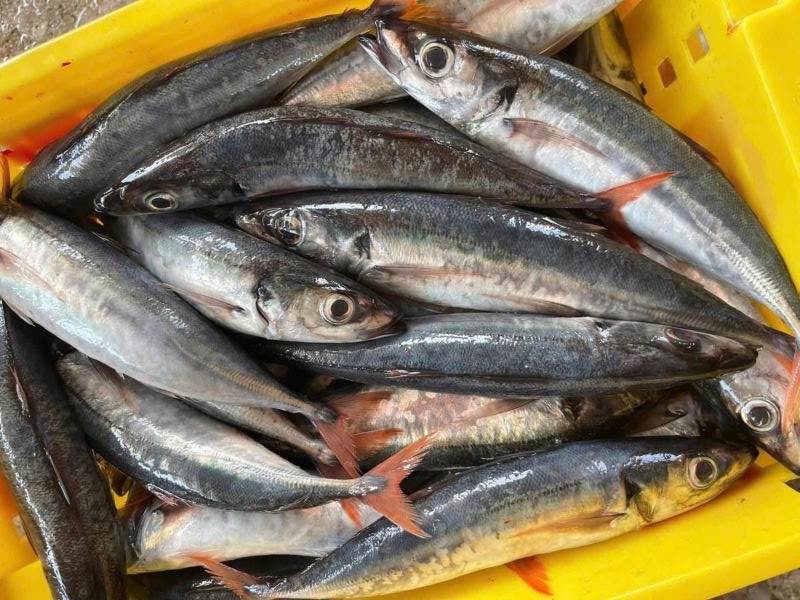 Frozen Whole Round Redtail Scad, wild-caught from Vietnam
