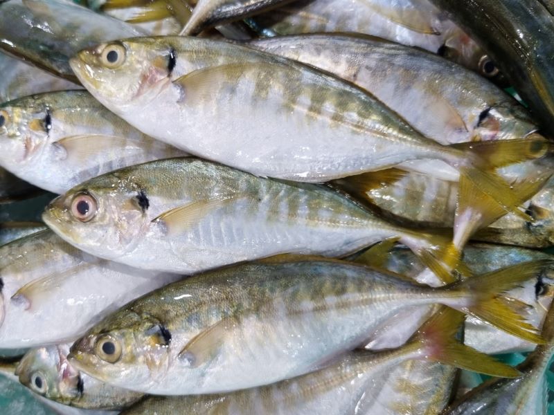 Frozen Whole Round Yellowtail Scad, Salay-Salay Vietnam Supplier