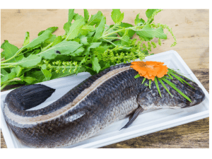Snakehead fish