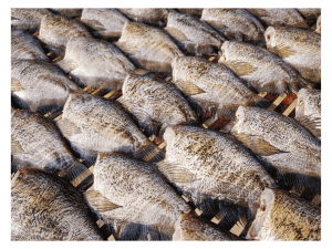 Gourami
