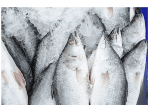 Barramundi