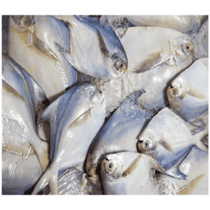 Freshwater Pomfret