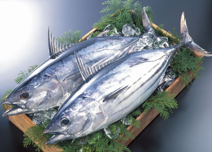 Skipjack Tuna Catching Sizes