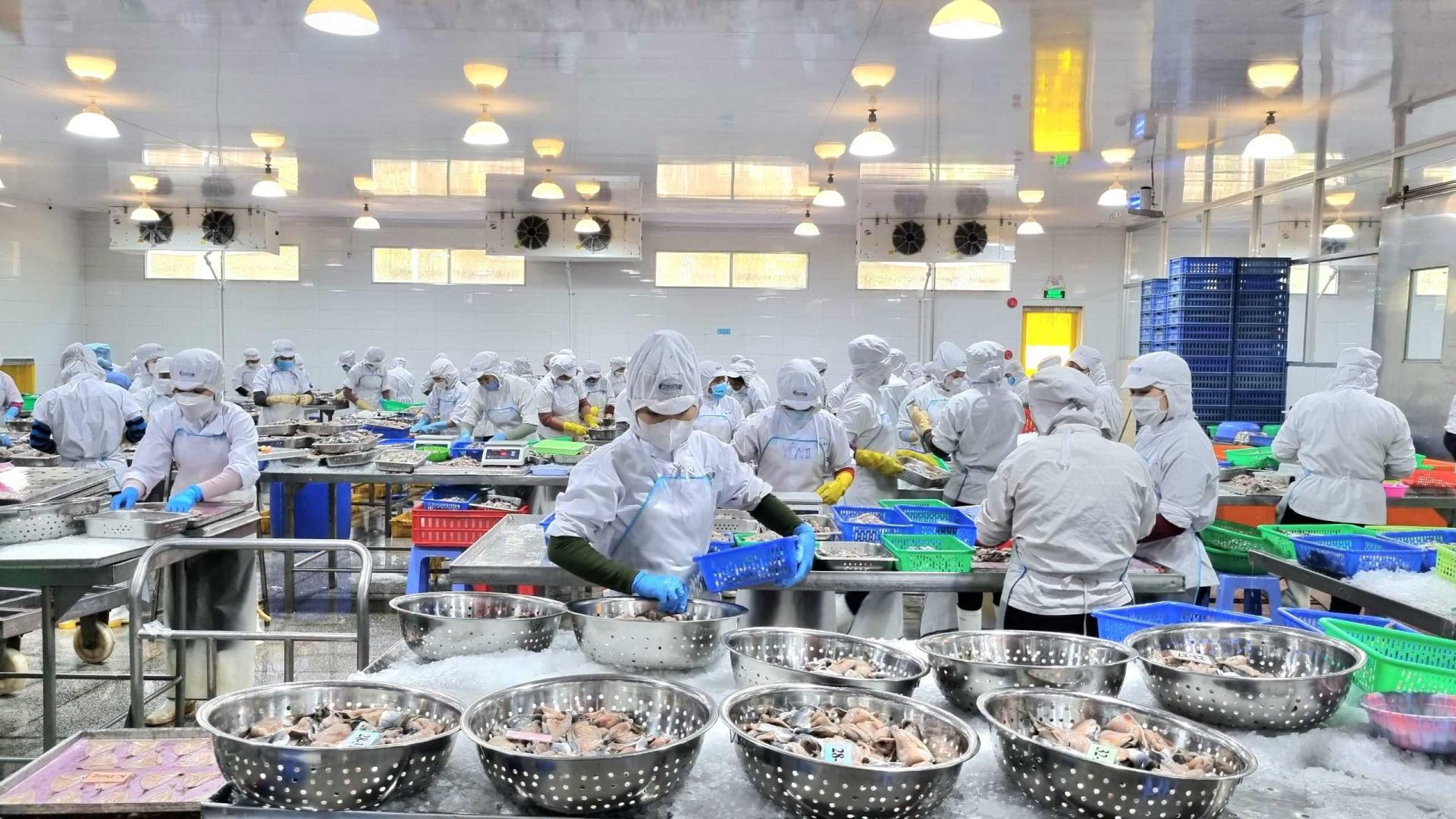 Baseafood Vietnam Seafood Supplier Frozen Squid