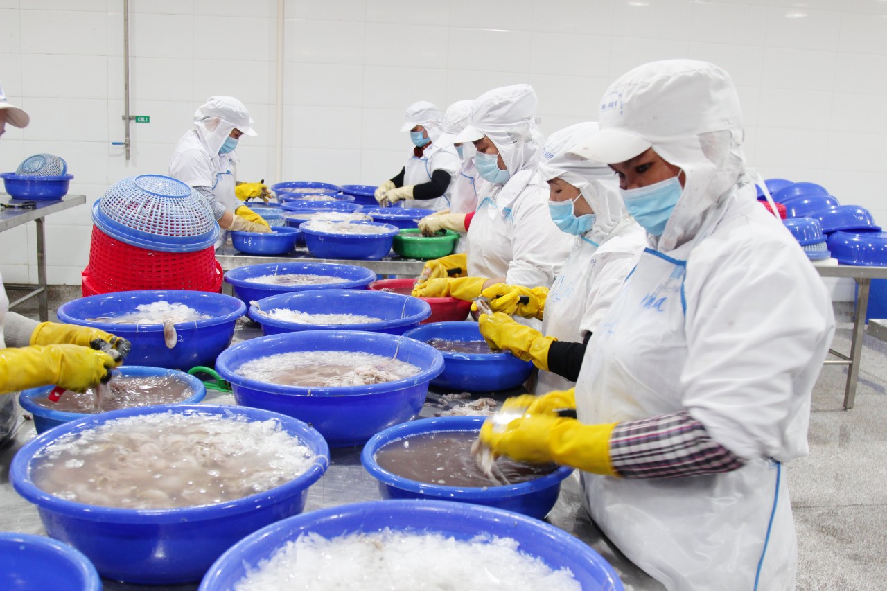 Baseafood Vietnam Seafood Supplier Frozen Octopus