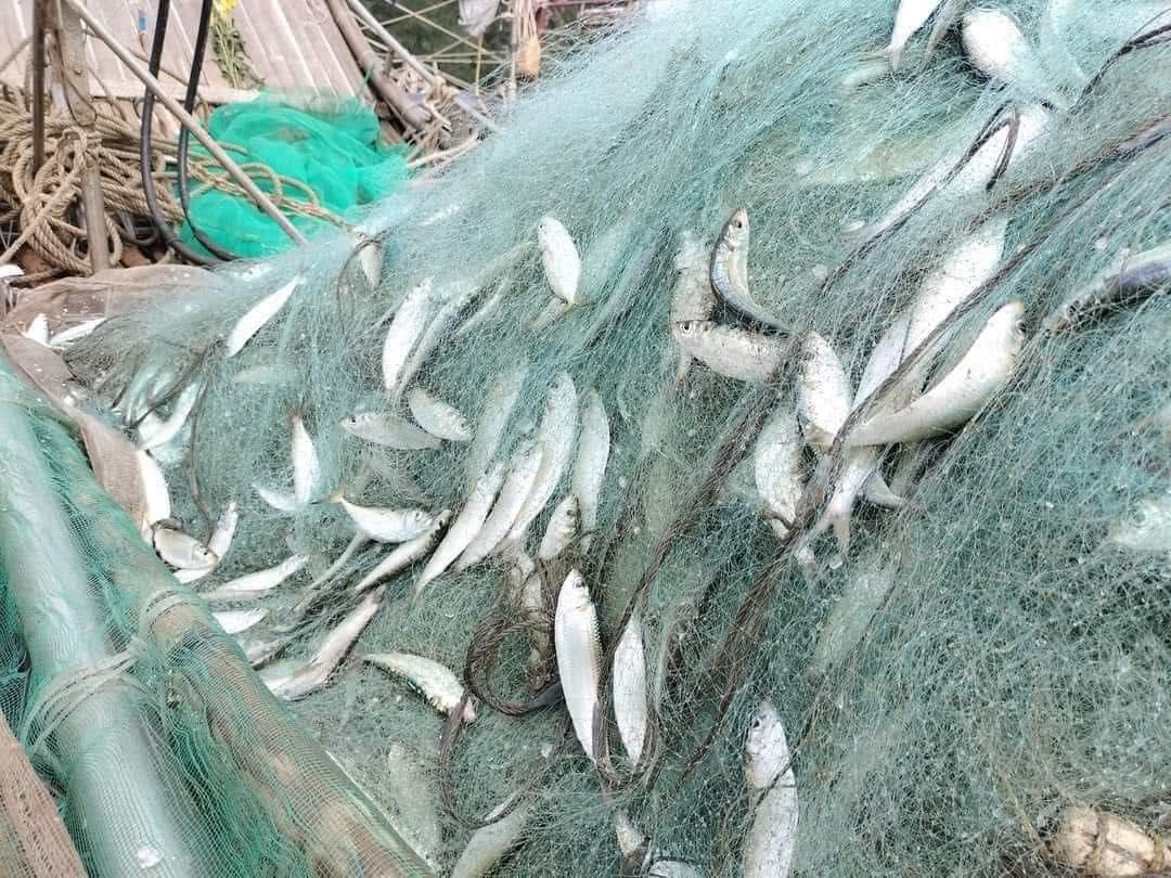 Sardine Catching Sizes